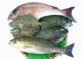 天然魚 ようこそ長崎県漁連ホームページへ